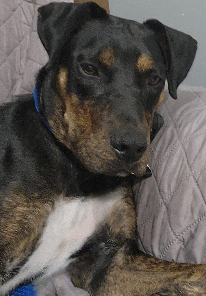Enlarge ROXIE, a Adoptable mixed breed in Sandusky, OH image 3/5