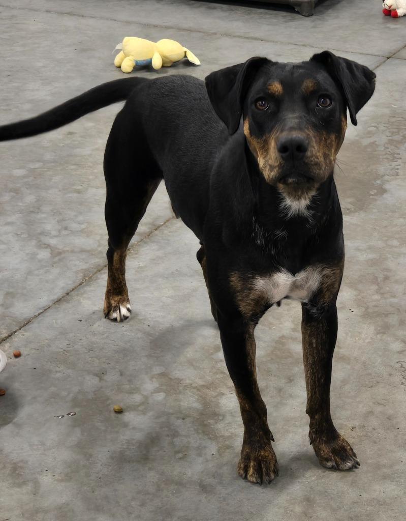 Enlarge ROXIE, a Adoptable mixed breed in Sandusky, OH image 4/5