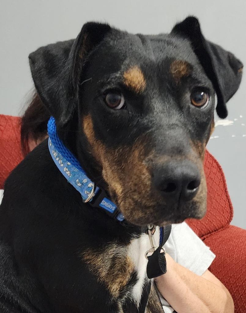 Enlarge ROXIE, a Adoptable mixed breed in Sandusky, OH image 5/5