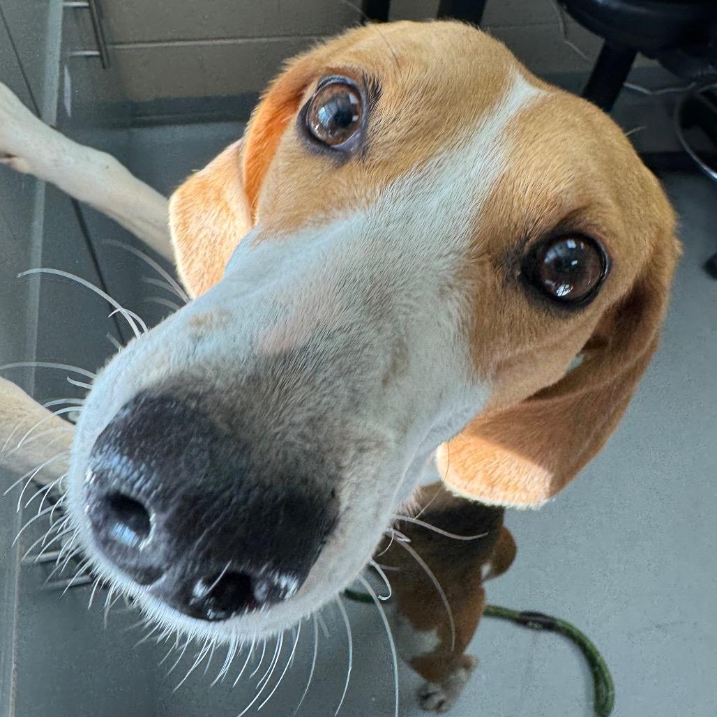 Genevieve, Adoptable, Adult Female Hound.