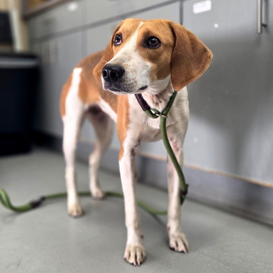 Enlarge Genevieve, a Adoptable Hound in Troy, VA image 3/4