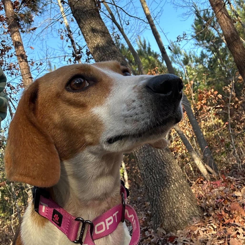 Enlarge Genevieve, a Adoptable Hound in Troy, VA image 4/4