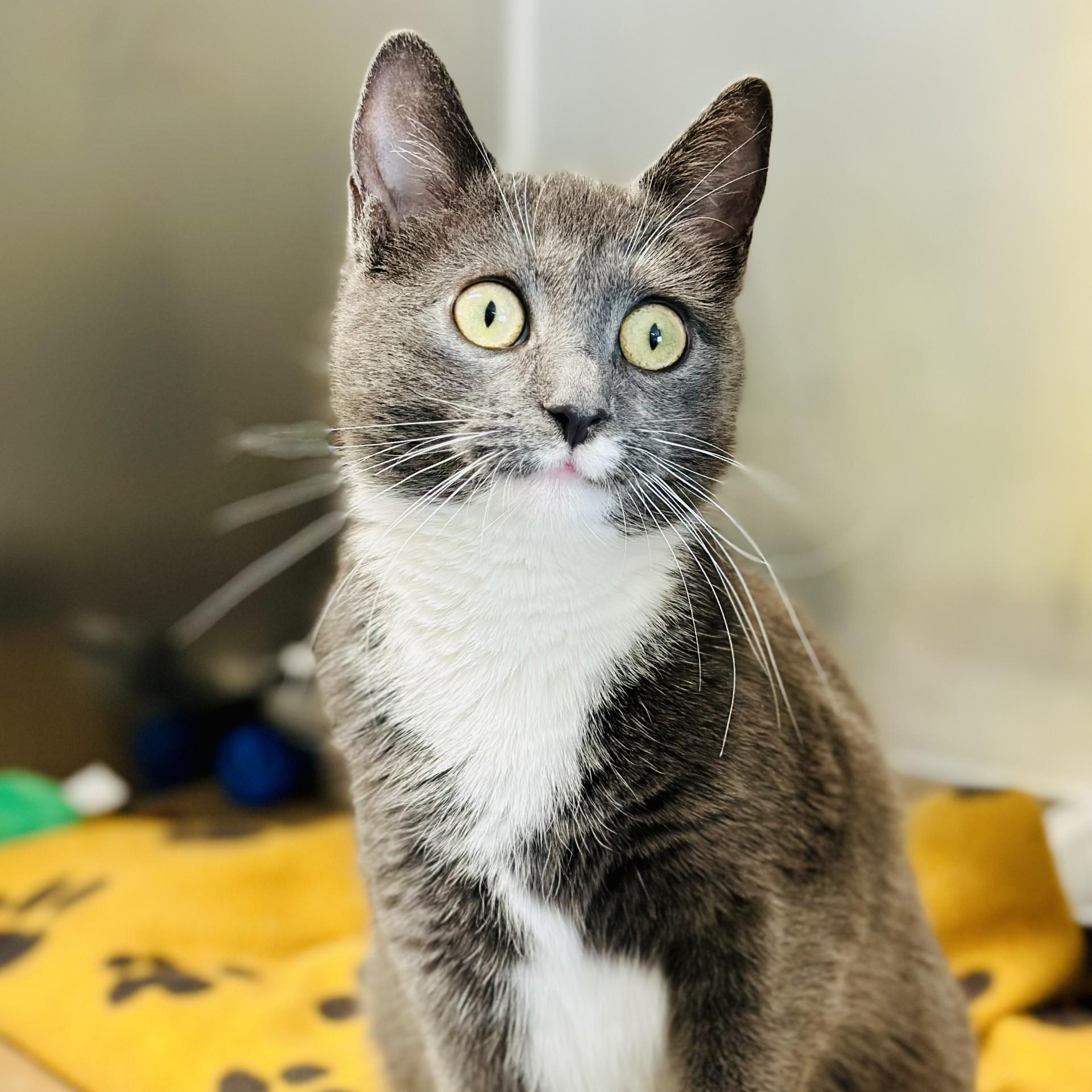 Mika , ADOPTABLE, Young Female Domestic Short Hair.