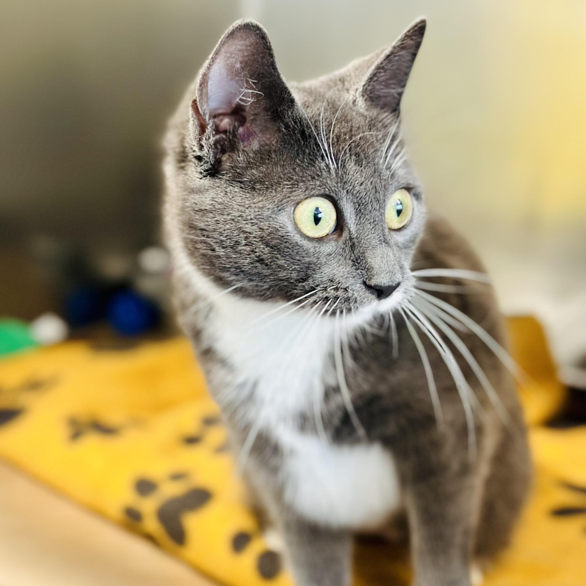 Enlarge Mika , a ADOPTABLE Domestic Short Hair in Jackson, NJ image 3/3