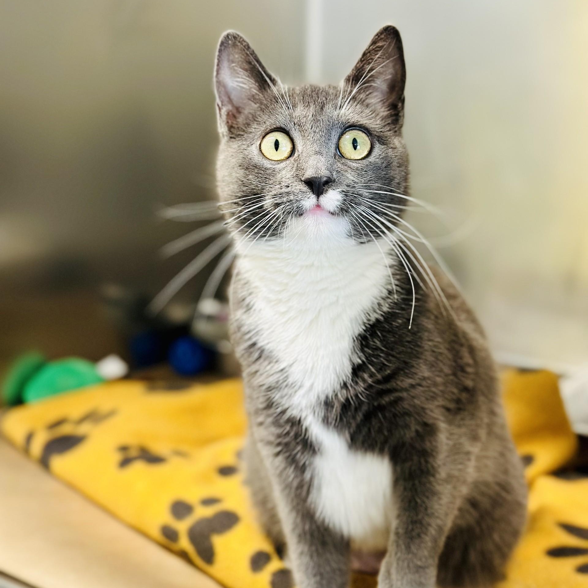 Enlarge Mika , a ADOPTABLE Domestic Short Hair in Jackson, NJ image 2/3