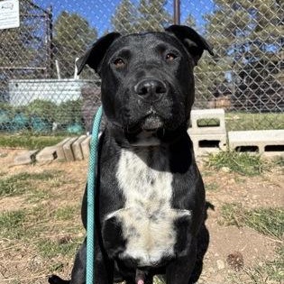 Andy, ADOPTABLE, Young Male Labrador Retriever.