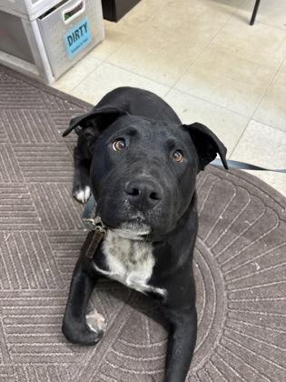 Andy, a ADOPTABLE mixed breed in Flagstaff, AZ image 2/2