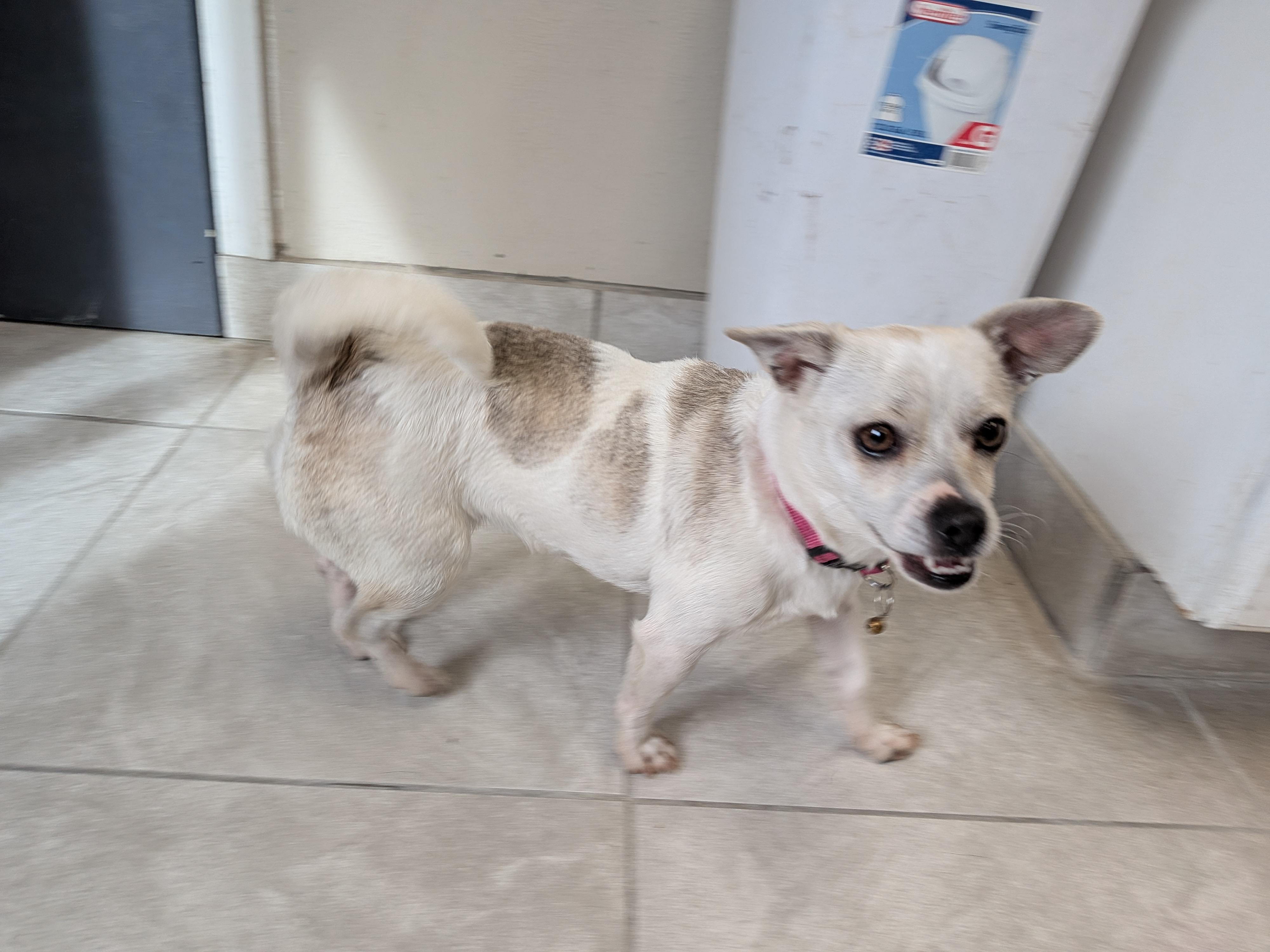 Enlarge Lady , an adopted mixed breed in Hermiston, OR image 4/5