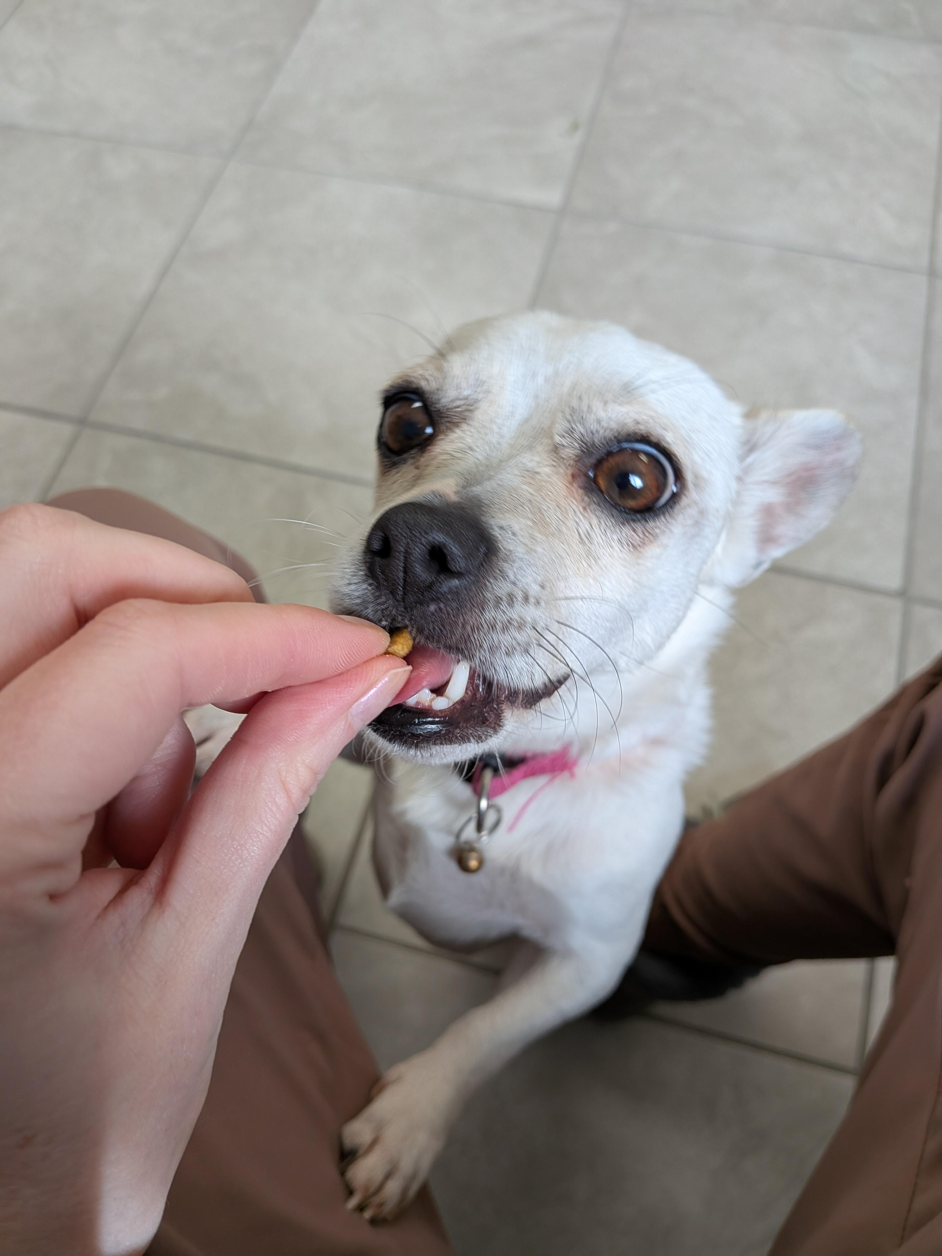 Enlarge Lady , an adopted mixed breed in Hermiston, OR image 2/5