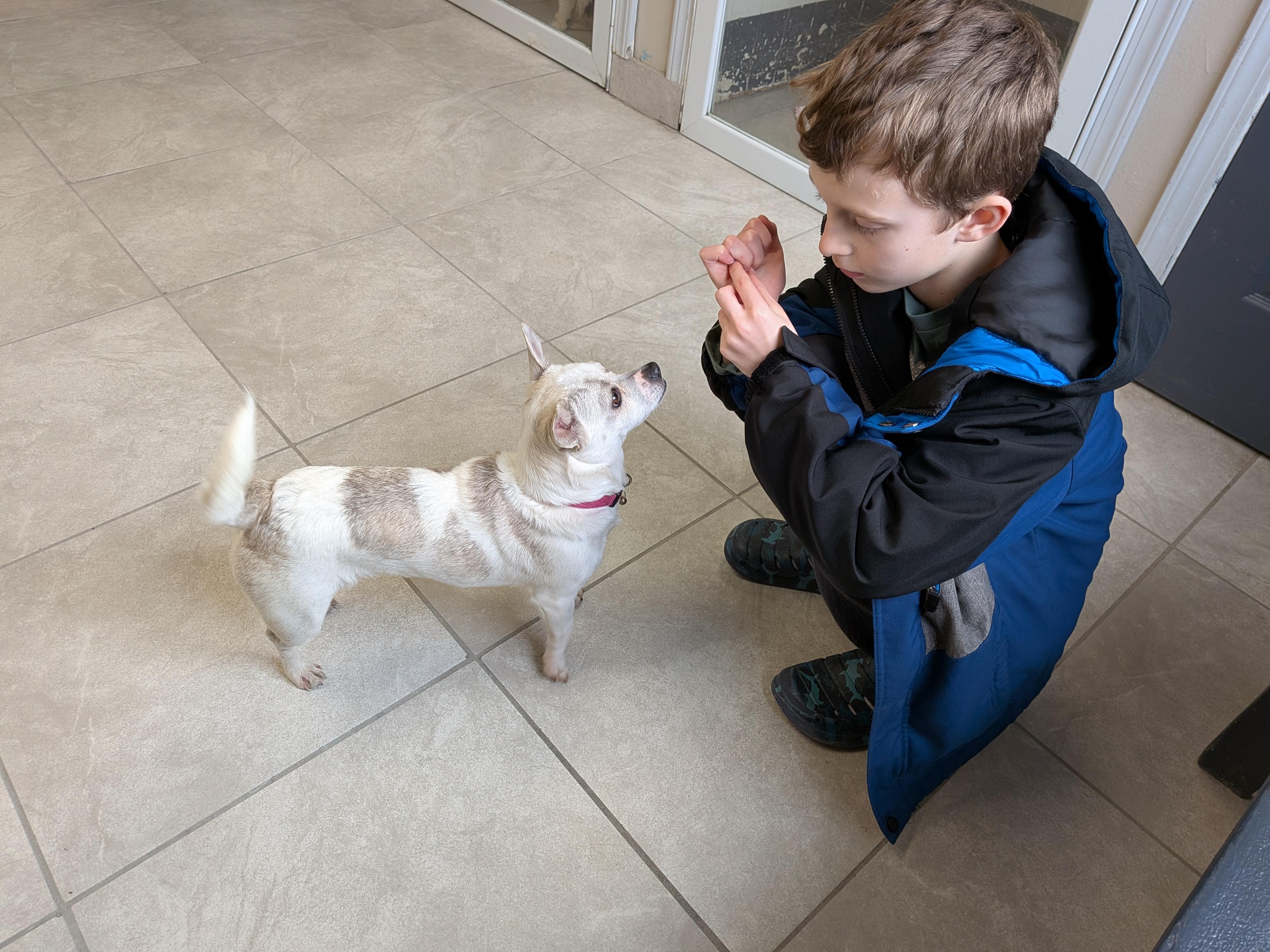 Enlarge Lady , an adopted mixed breed in Hermiston, OR image 3/5
