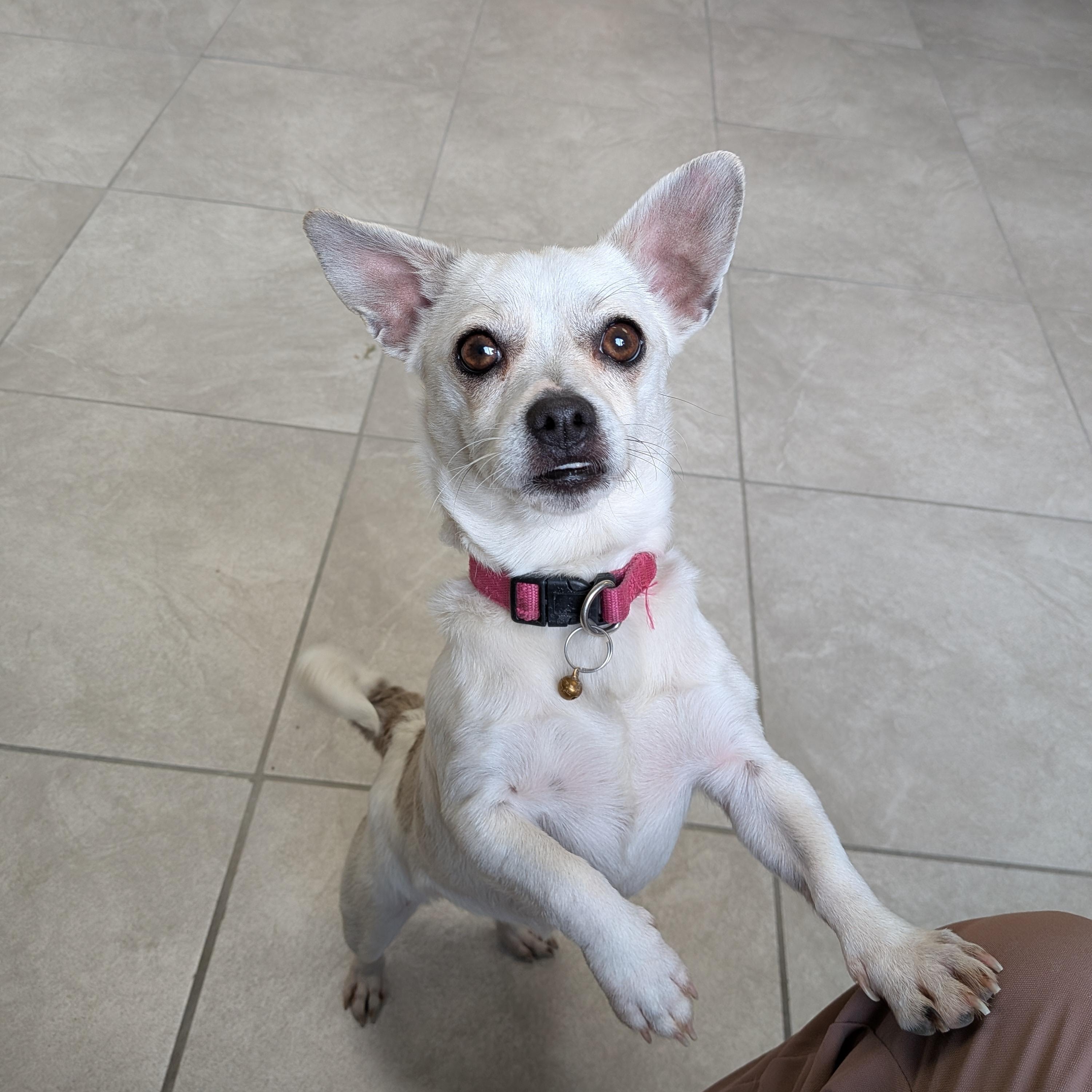 Lady , adopted, Adult Female Chihuahua.
