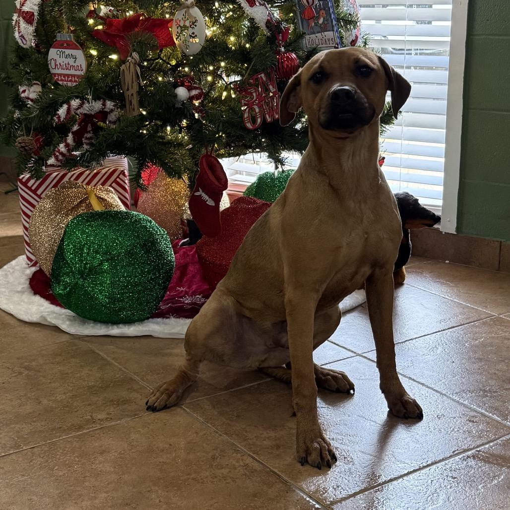 4080 BEAURGUARD, Adoptable, Young Male Hound.