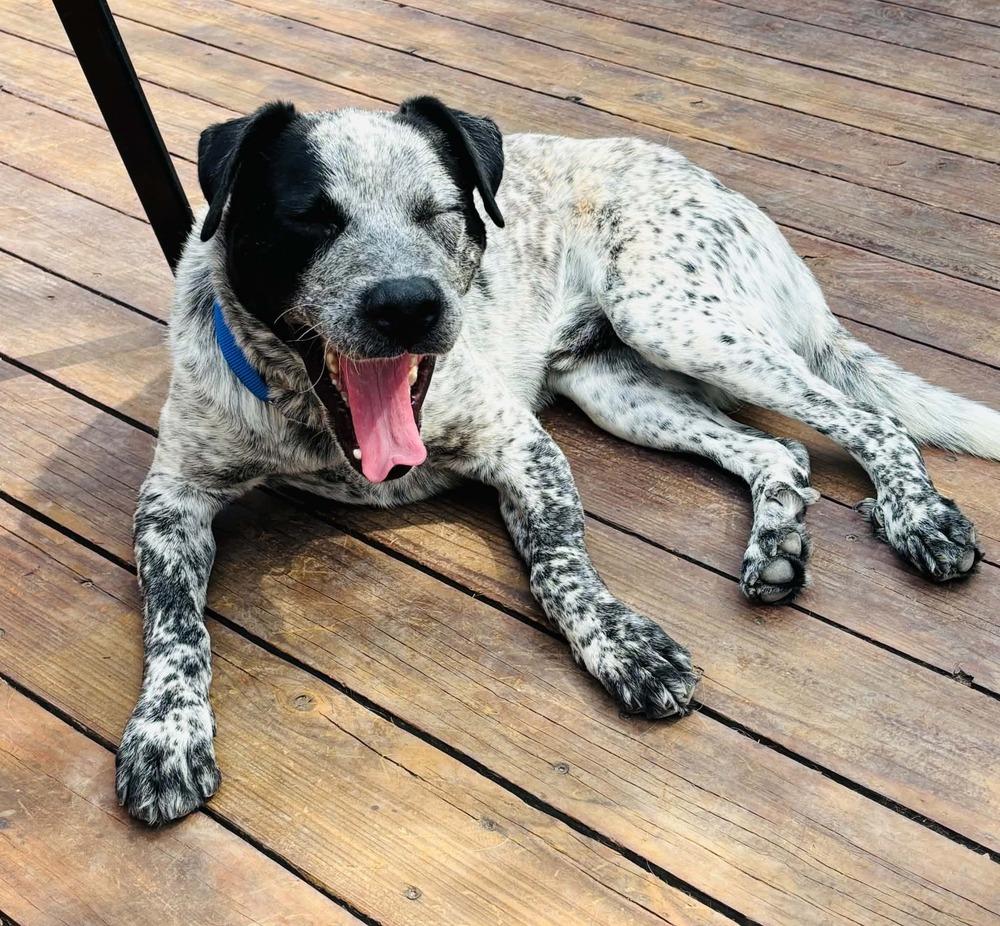 Rocket, a Adoptable mixed breed in Evergreen, CO image 1/6