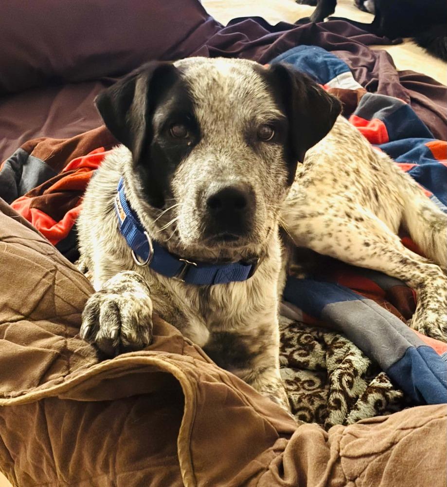 Rocket, a Adoptable mixed breed in Evergreen, CO image 2/6