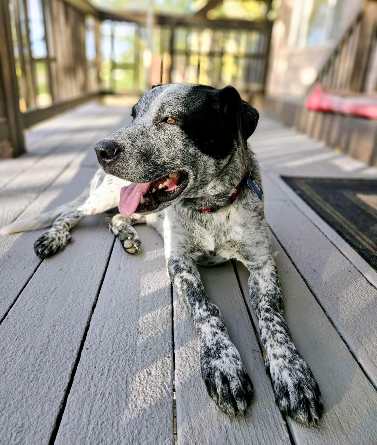 Enlarge Rocky, a Adoptable mixed breed in Thornton, CO image 4/6