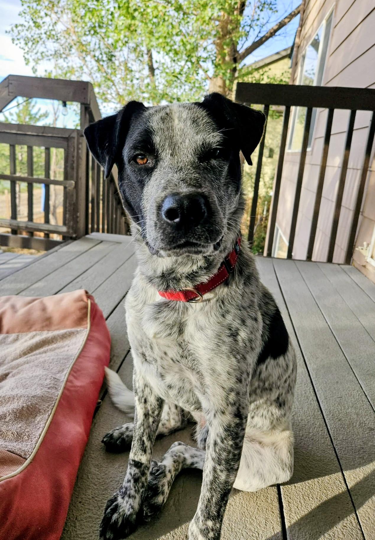 Enlarge Rocky, a Adoptable mixed breed in Thornton, CO image 5/6