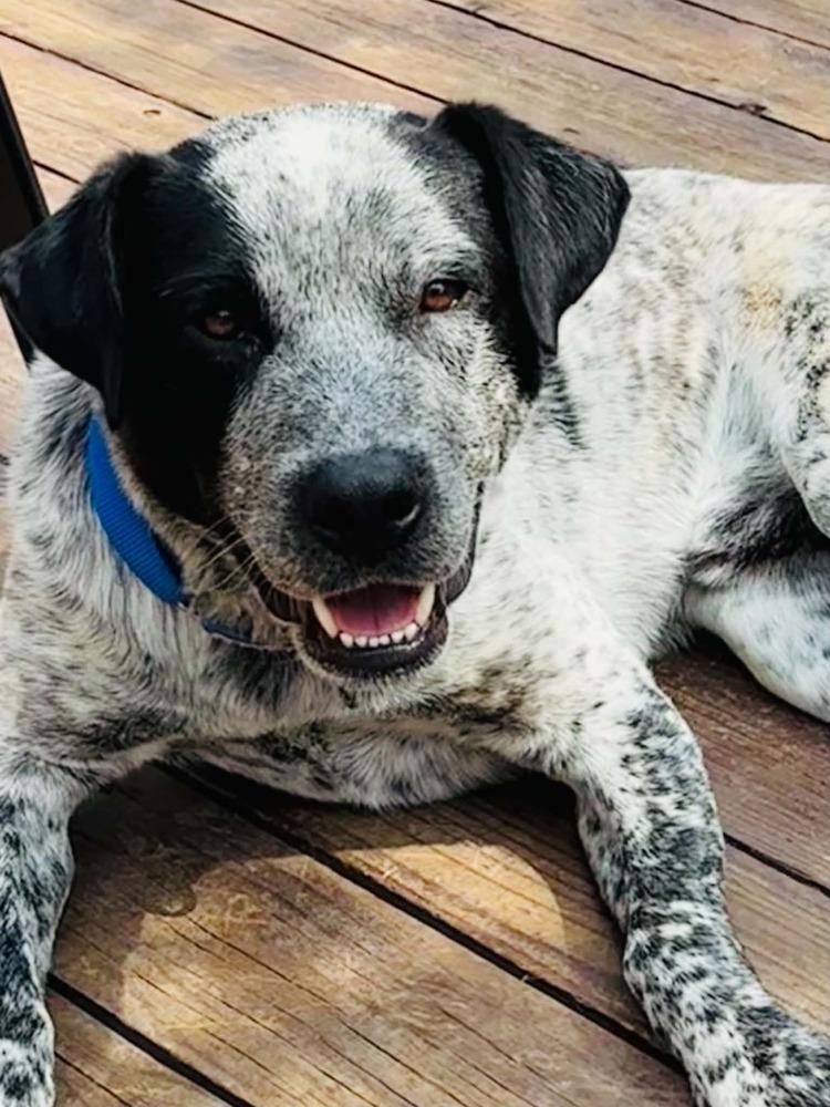 Rocket, a Adoptable mixed breed in Evergreen, CO image 4/6