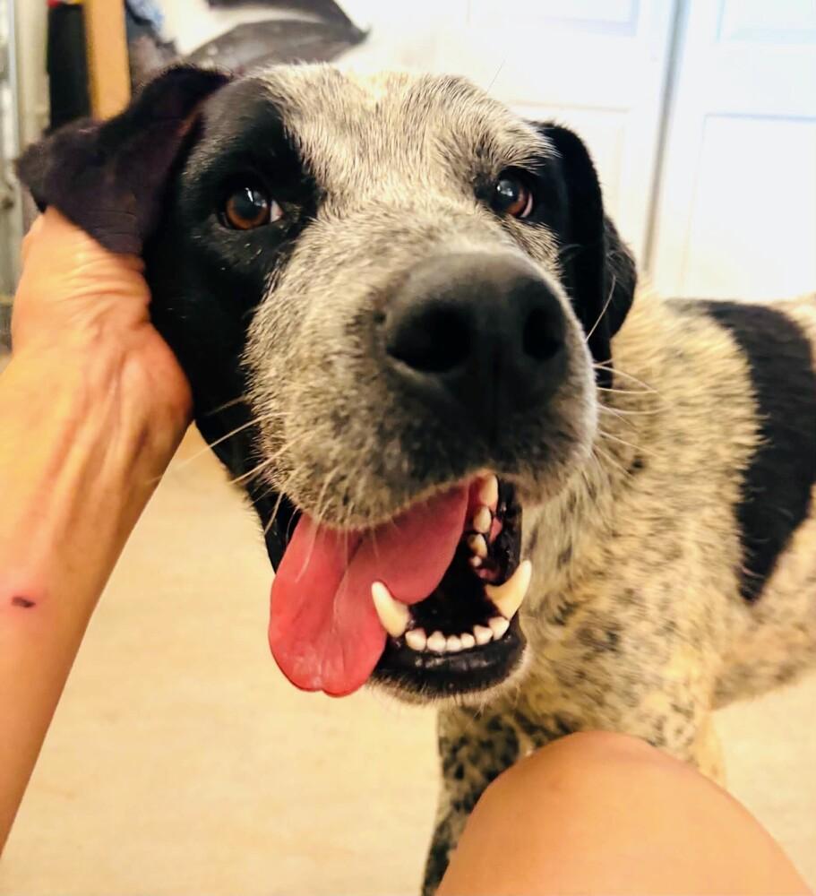 Rocket, a Adoptable mixed breed in Evergreen, CO image 5/6