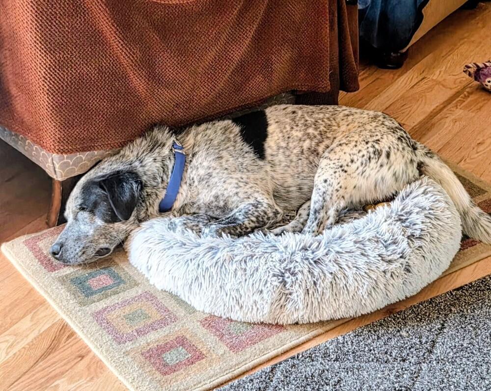 Rocket, a Adoptable mixed breed in Evergreen, CO image 6/6