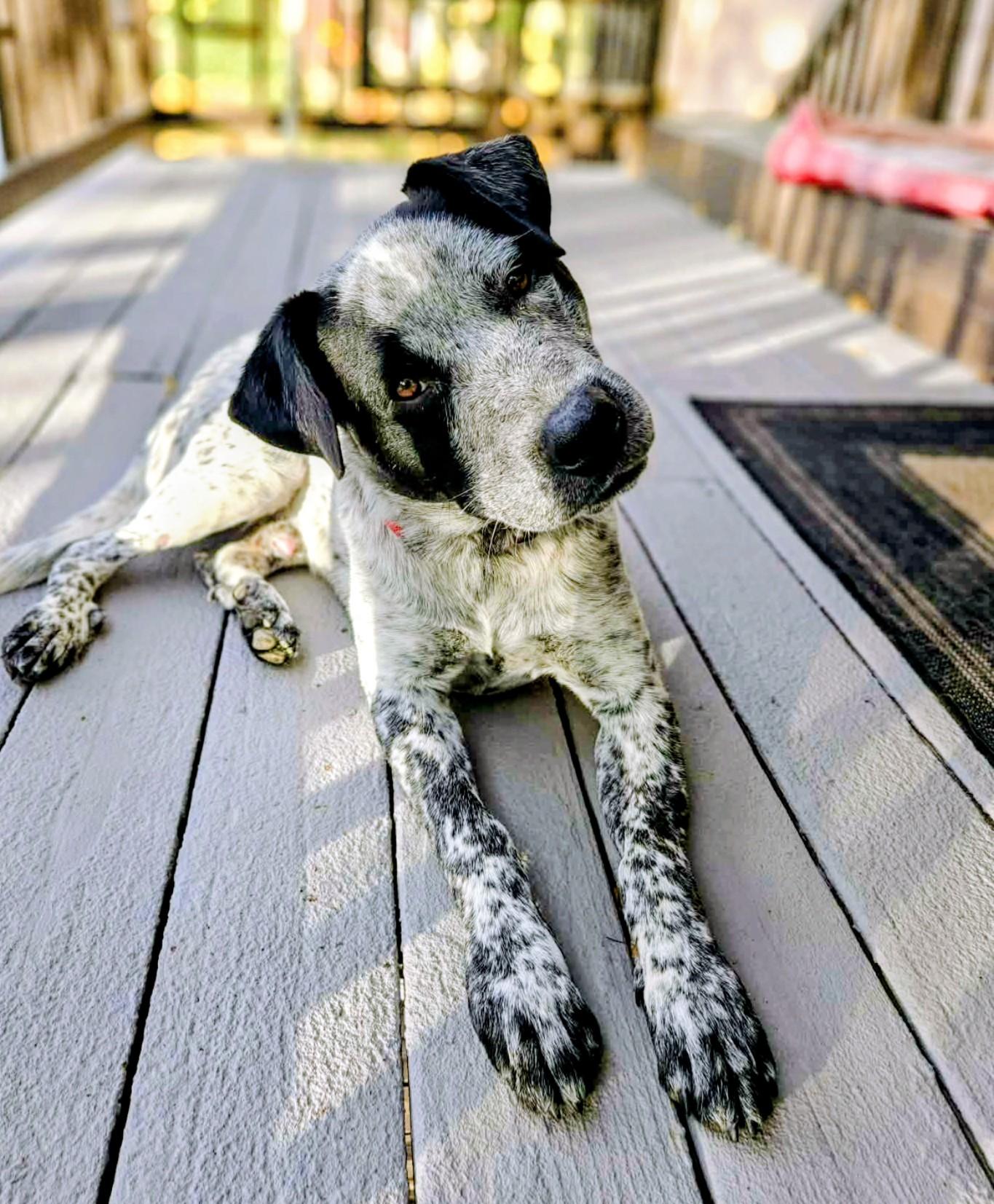 Rocky, Adoptable, Adult Male Australian Cattle Dog / Blue Heeler & Mixed Breed.