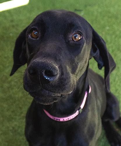 Enlarge Phoebe, a Adoptable mixed breed in Encinitas, CA image 2/2
