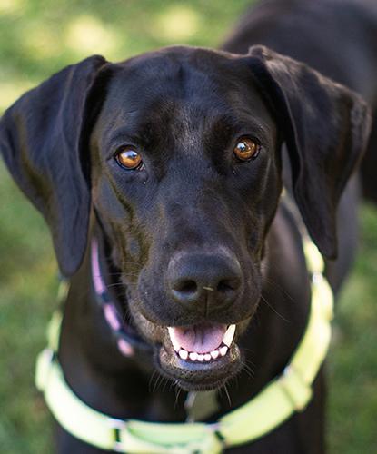 Enlarge Phoebe, a Adoptable mixed breed in Encinitas, CA image 1/2