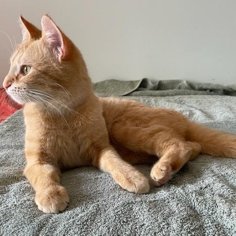 Gillespie, an adopted Domestic Short Hair in Mississauga, ON image 4/6