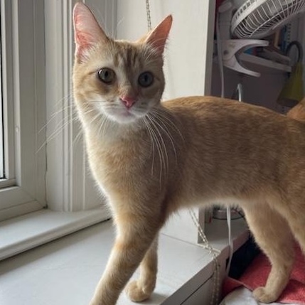 Gillespie, an adopted Domestic Short Hair in Mississauga, ON image 3/6