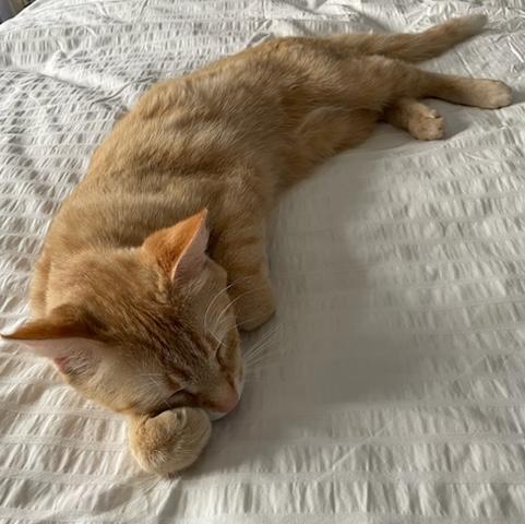 Gillespie, an adopted Domestic Short Hair in Mississauga, ON image 6/6