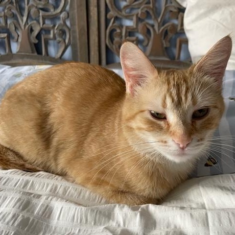 Gillespie, adopted, Young Female Domestic Short Hair.