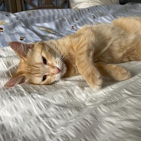 Gillespie, an adopted Domestic Short Hair in Mississauga, ON image 5/6