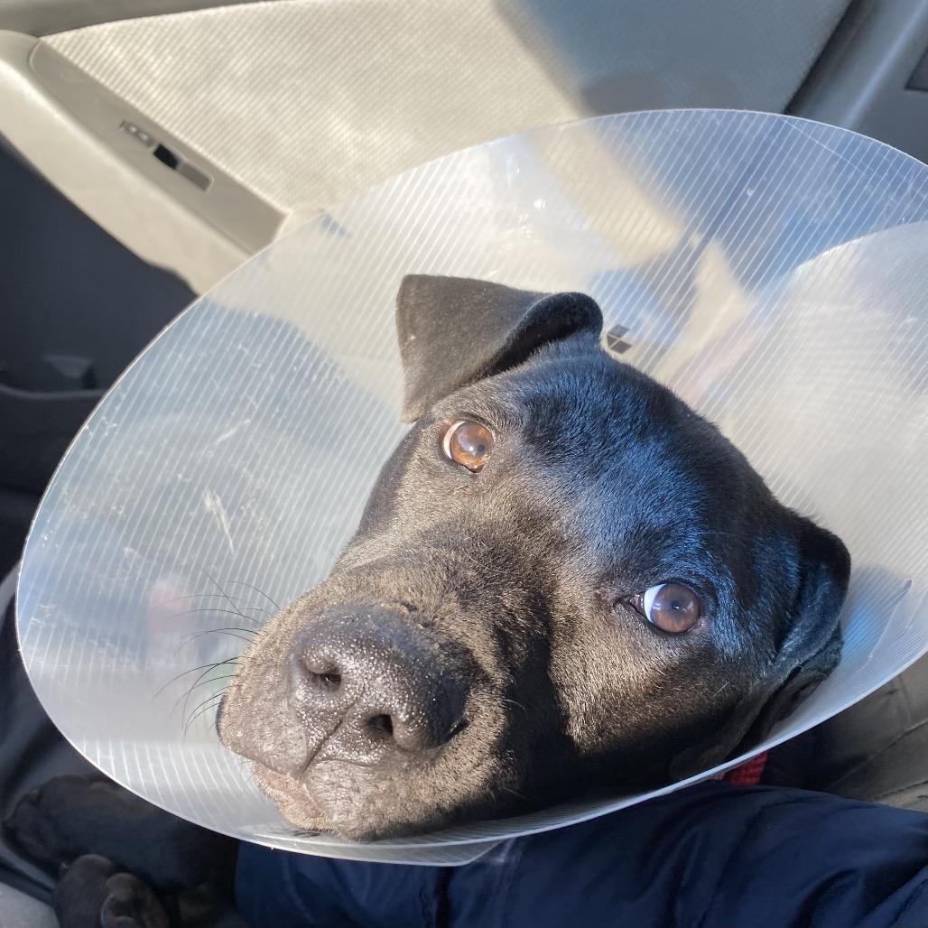 Hollis, Adoptable, Adult Male Pit Bull Terrier & Black Labrador Retriever.