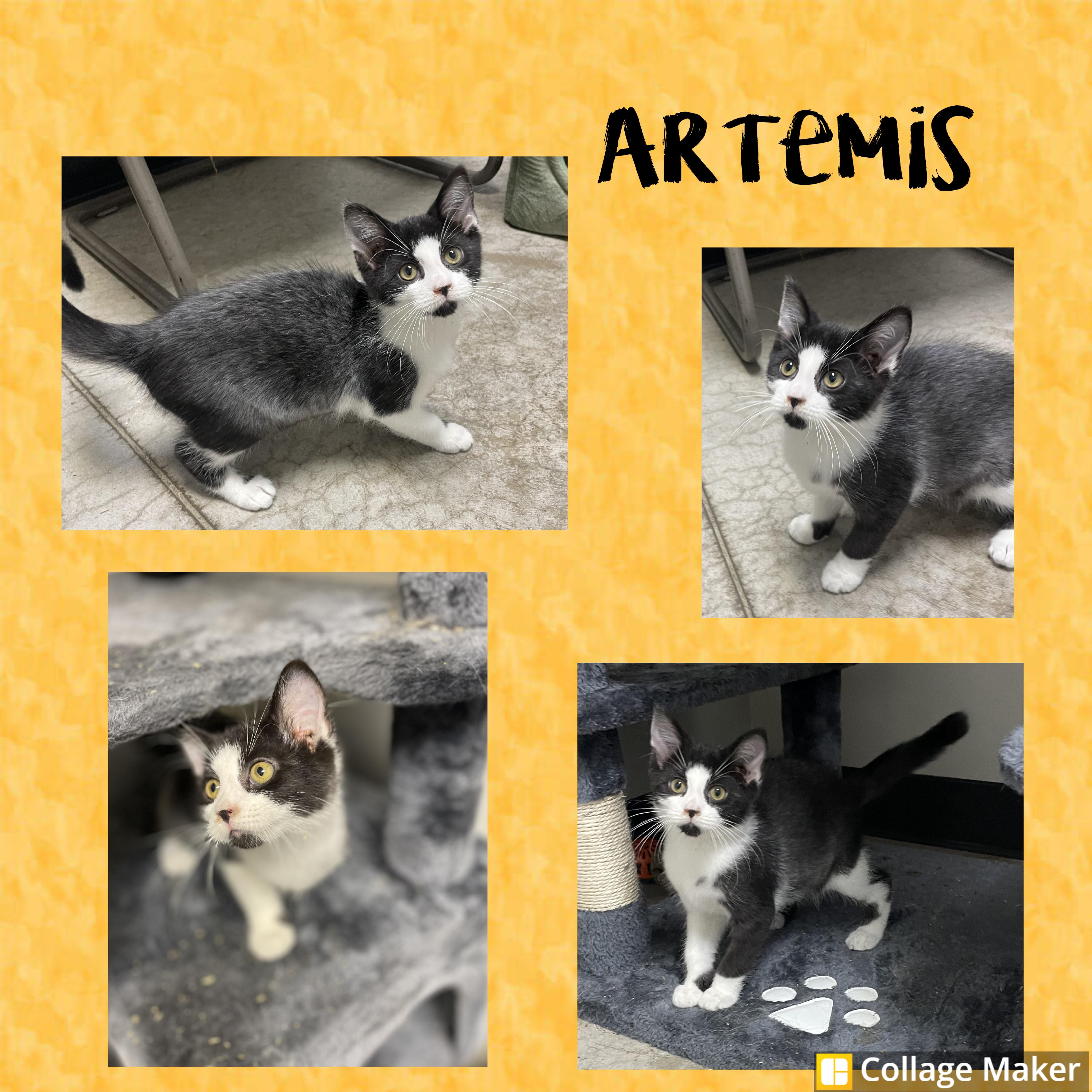 Artemis