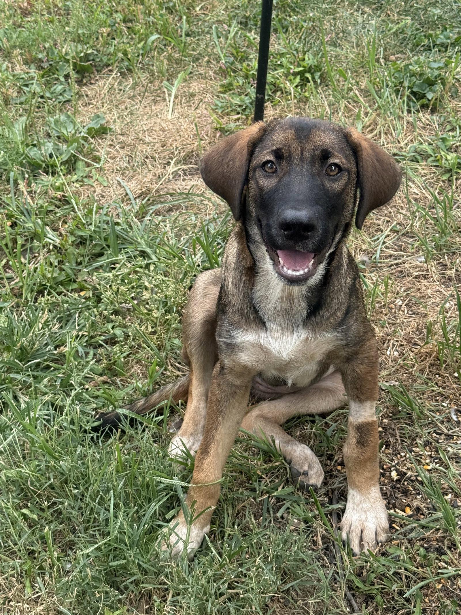 Dolly Parton, Adoptable, Puppy Female Australian Cattle Dog / Blue Heeler & Siberian Husky.