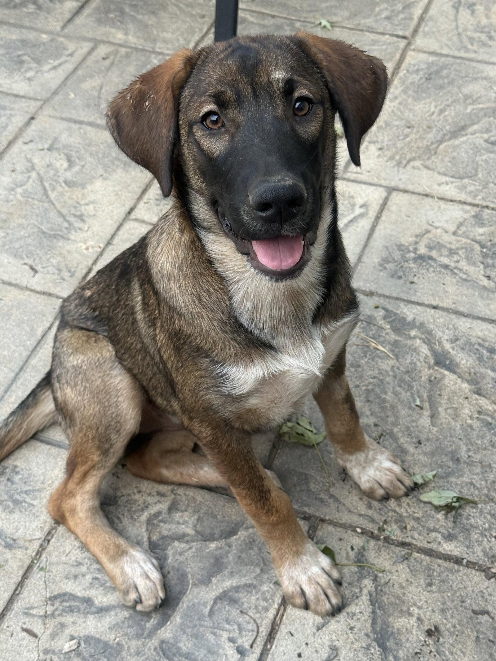 Enlarge Dolly Parton, a Adoptable mixed breed in Fenton, MO image 2/3