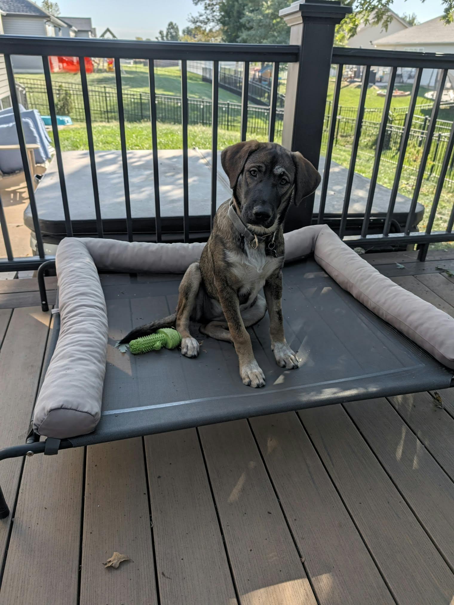 Enlarge Dolly Parton, a Adoptable mixed breed in Fenton, MO image 3/3