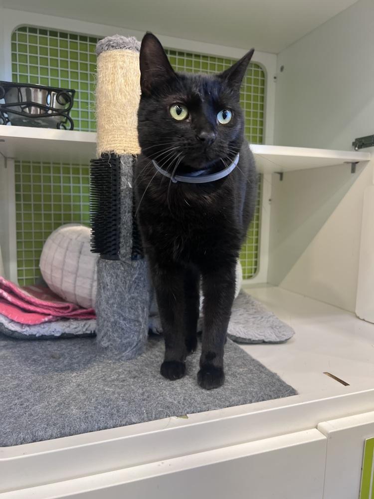 Enlarge Marley Cat, a Adoptable Domestic Short Hair in Blanchard, OK image 2/5