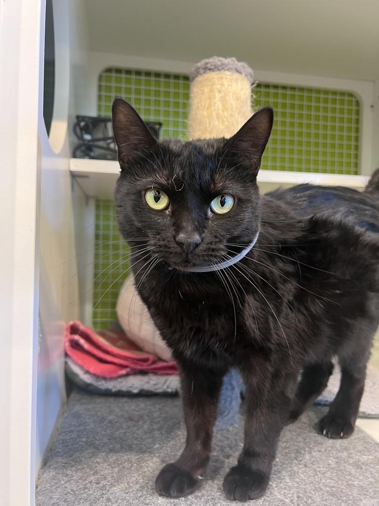 Enlarge Marley Cat, a Adoptable Domestic Short Hair in Blanchard, OK image 3/5