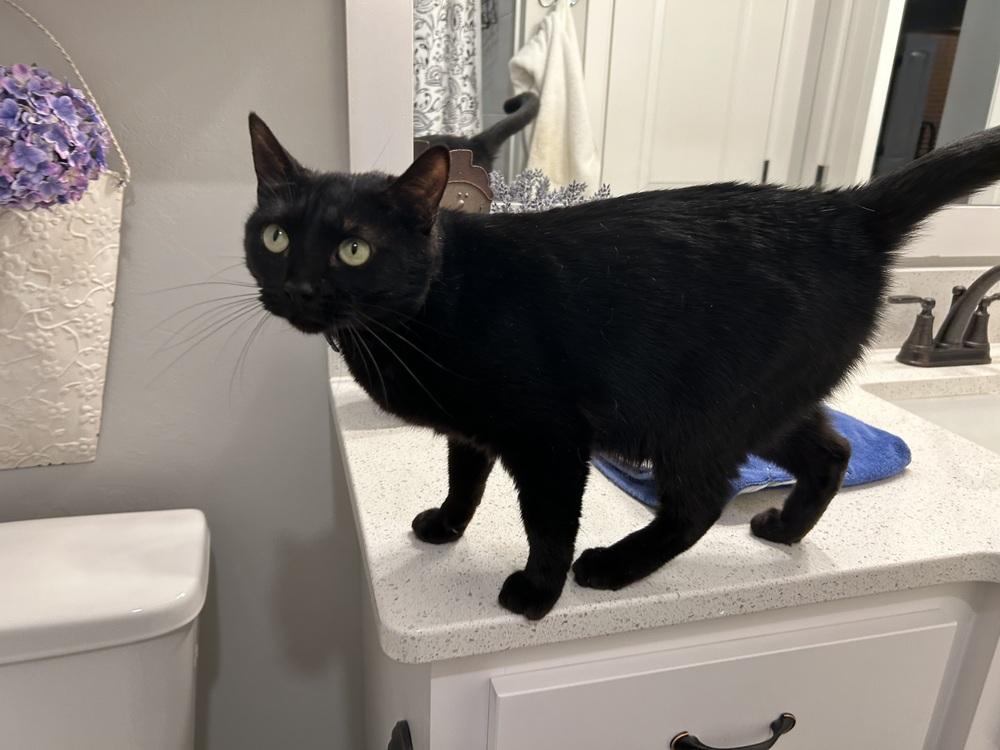 Enlarge Marley Cat, a Adoptable Domestic Short Hair in Blanchard, OK image 4/5