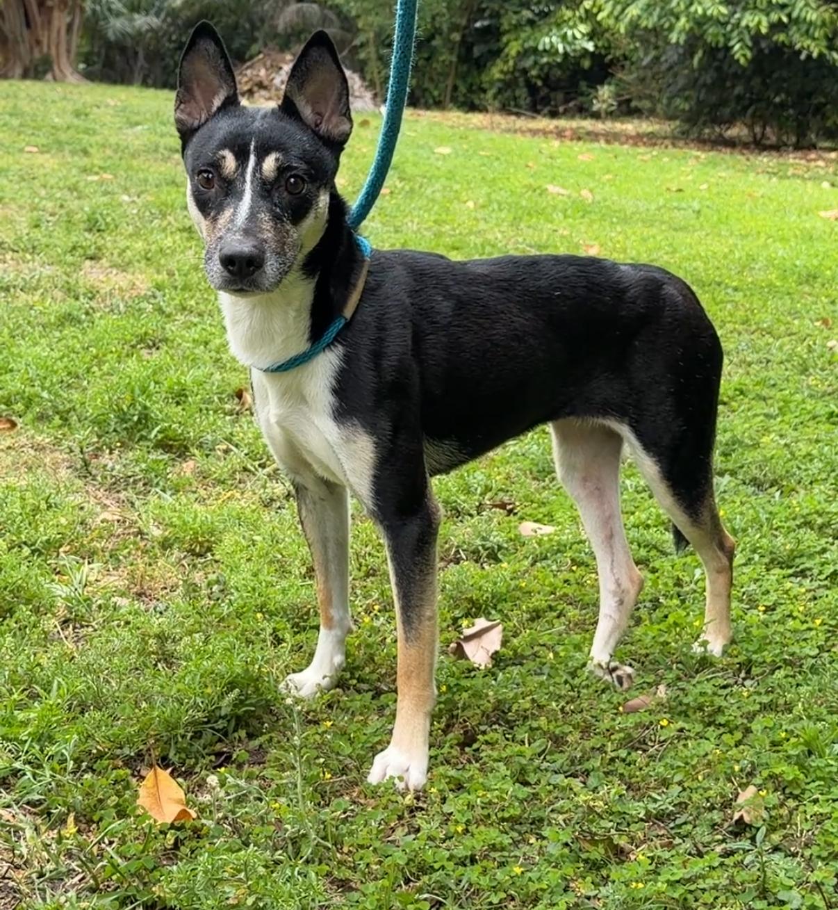 Maggie 5074, ADOPTABLE, Adult Female Rat Terrier.
