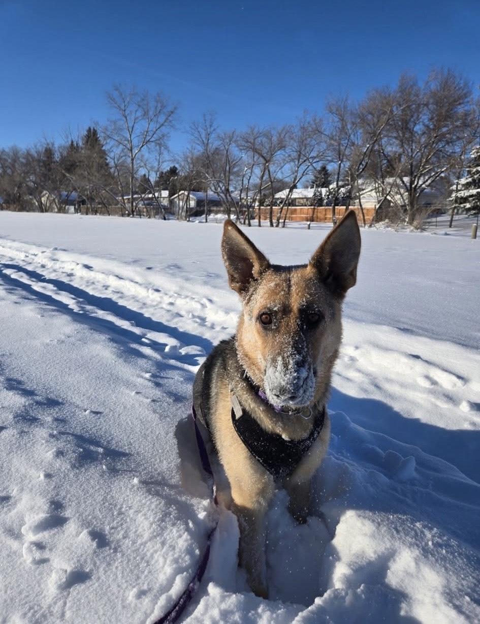 Pearl, a Adoptable Mixed Breed in Saskatoon, SK image 2/4