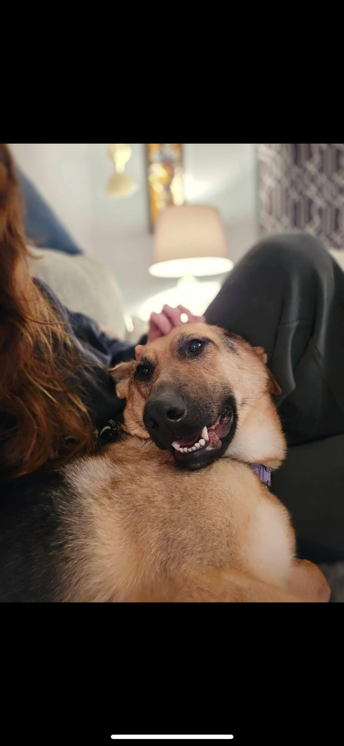 Pearl, a Adoptable Mixed Breed in Saskatoon, SK image 3/4