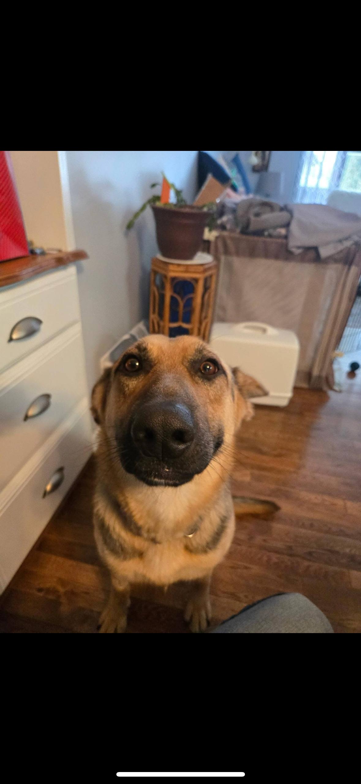 Pearl, a Adoptable Mixed Breed in Saskatoon, SK image 4/4