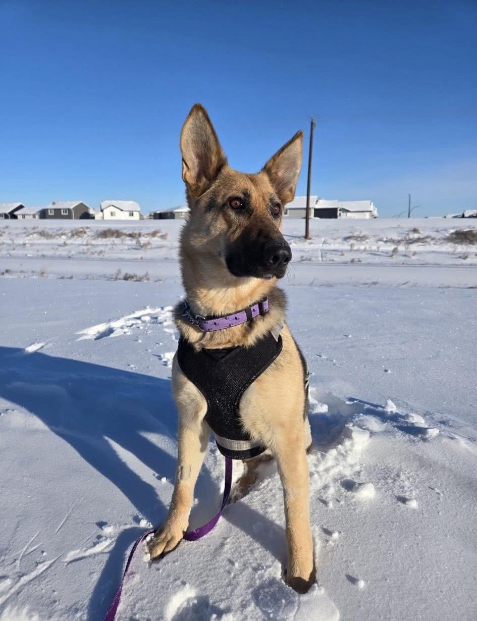 Pearl, Adoptable, Young Female Mixed Breed.