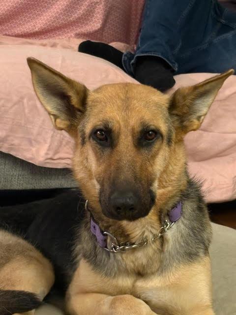 Pearl, a Adoptable Mixed Breed in Saskatoon, SK image 1/2