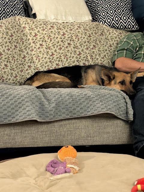 Pearl, a Adoptable Mixed Breed in Saskatoon, SK image 2/2