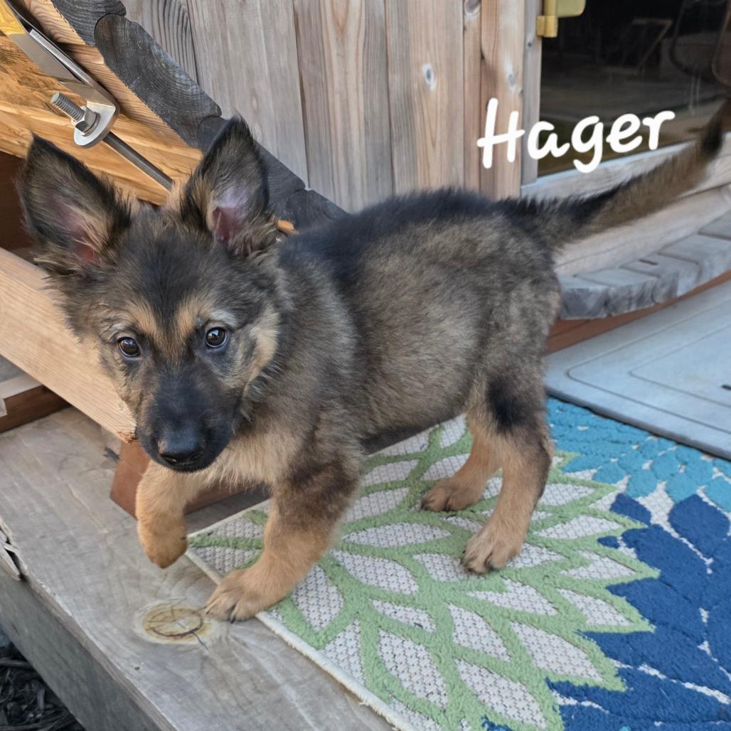 Enlarge Hager DD, an adopted German Shepherd Dog in Waukesha , WI image 4/5