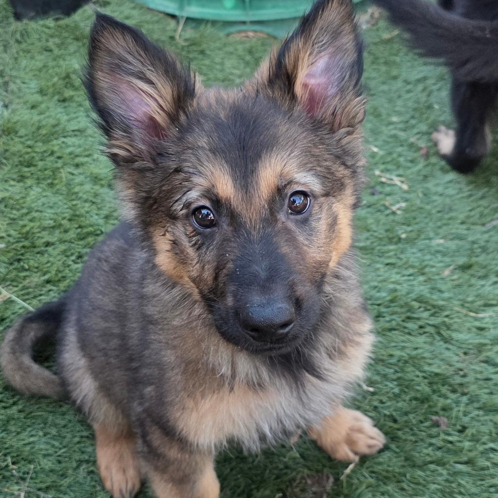 Enlarge Hager DD, an adopted German Shepherd Dog in Waukesha , WI image 3/5