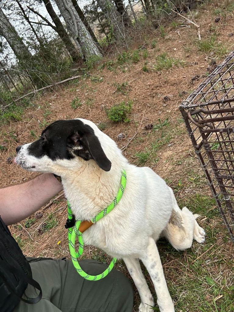 Enlarge June- Available, a Adoptable mixed breed in Chickamauga , GA image 1/2