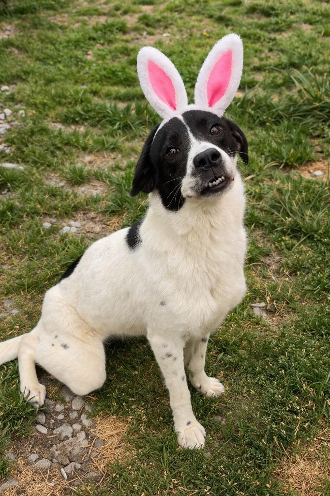 Enlarge June- Available, a Adoptable mixed breed in Chickamauga , GA image 2/2